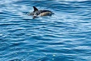 Lagos: Dolphin Watching Tour