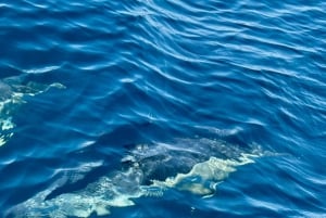 Lagos: Dolphin Watching Tour