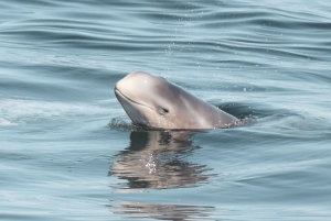 Lagos: Dolphin Watching with Marine Biologists