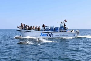 Lagos: Dolphin Watching Boat Tour with Marine Biologists