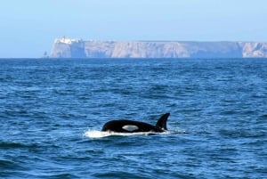 Lagos: Dolphin Watching Boat Tour with Marine Biologists