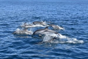 Lagos: Dolphin Watching Boat Tour with Marine Biologists