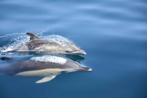 Lagos: Dolphin Watching Boat Tour with Marine Biologists