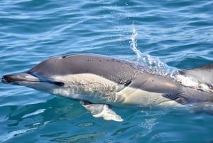 Lagos: Dolphin Watching Boat Tour with Marine Biologists