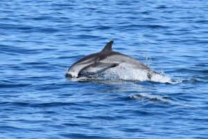 Lagos: Dolphin Watching Boat Tour with Marine Biologists