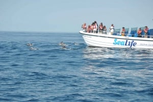 Lagos: Dolphin Watching Boat Tour with Marine Biologists