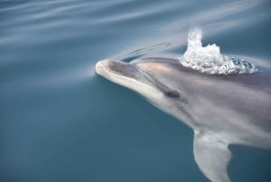 Lagos: Dolphin Watching Boat Tour with Marine Biologists