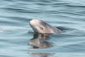 Lagos: Dolphin Watching Boat Tour with Marine Biologists