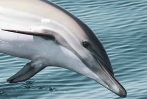 Lagos: Dolphin Watching Boat Tour with Marine Biologists