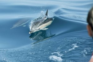 Lagos: Dolphin Watching Boat Tour with Marine Biologists