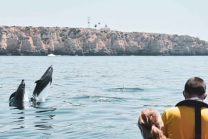 Lagos: Dolphin Watching Boat Tour with Marine Biologists