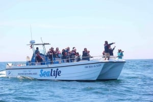 Lagos: Dolphin Watching Boat Tour with Marine Biologists