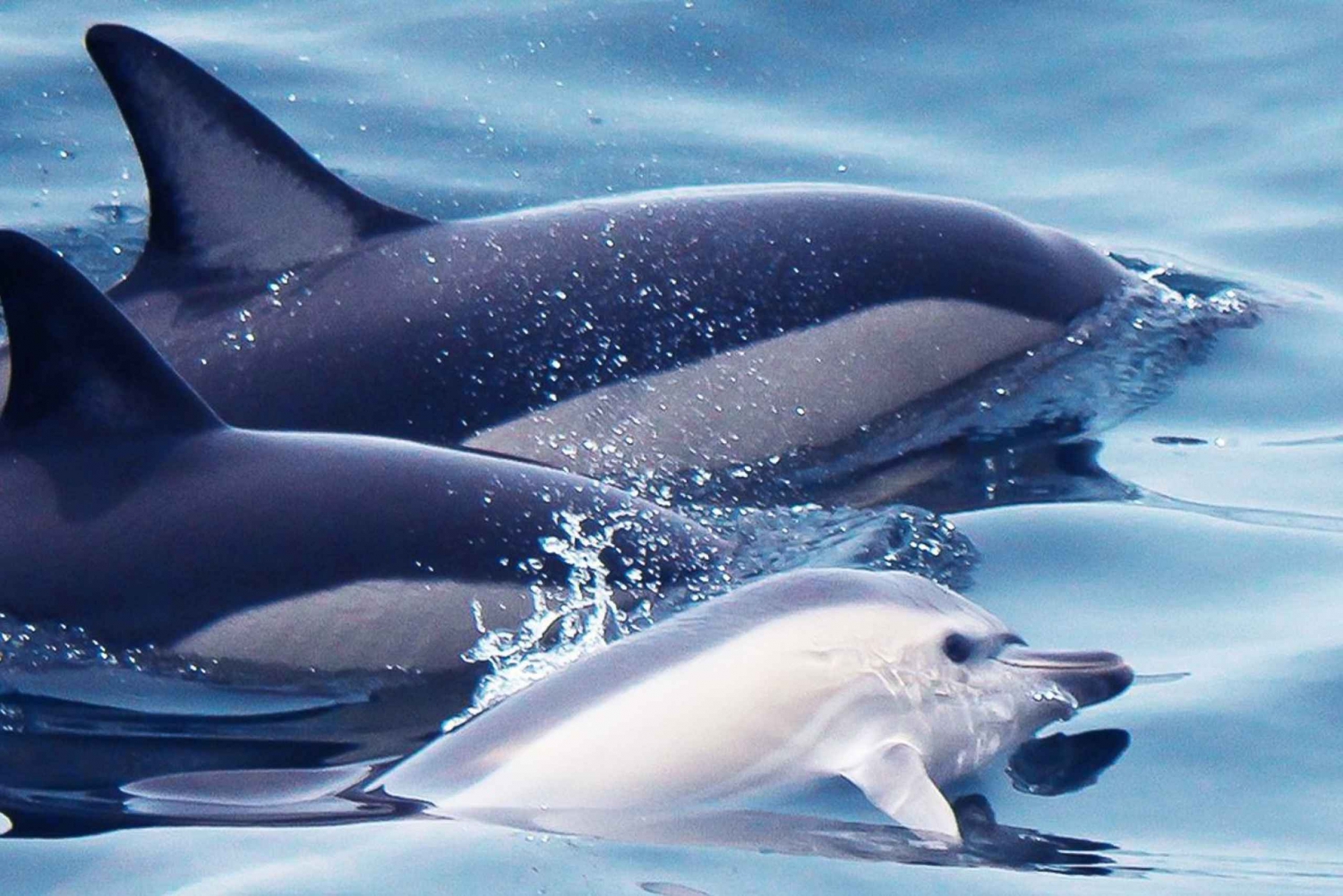 Lagos: dolfijnen spotten met professionele zeebiologen