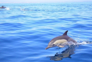 Lagos: Dolphin Watching with Professional Marine Biologists