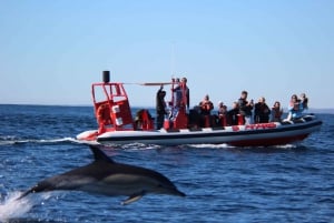 Lagos: Dolphin Watching with Professional Marine Biologists