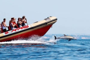 Lagos: Dolphin Watching with Professional Marine Biologists