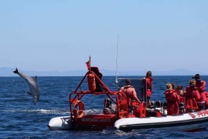 Lagos: Dolphin Watching with Professional Marine Biologists