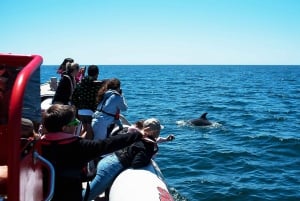 Lagos: Dolphin Watching with Professional Marine Biologists