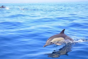 Lagos: Obserwacja delfinów z profesjonalnymi biologami morskimi