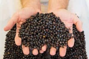 Lagos: Guided Gin Distillery Tour With Tasting at Alma Luz