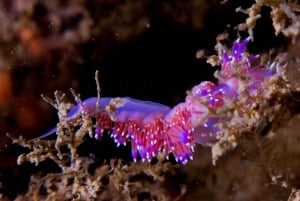 Lagos: Guided Scuba Diving Trip for Beginners