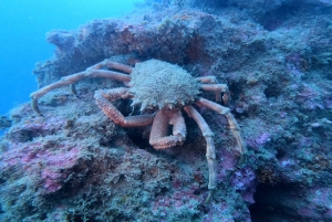 Lagos: Guided Scuba Diving Trip for Beginners