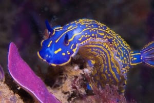 Lagos: excursión guiada de submarinismo para principiantes