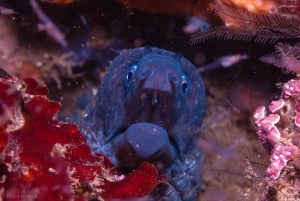 Lagos: excursión guiada de submarinismo para principiantes