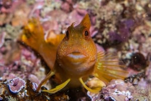 Lagos: excursión guiada de submarinismo para principiantes