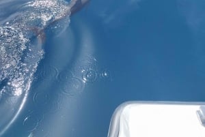 Lagos: Delfiinien katseluretki