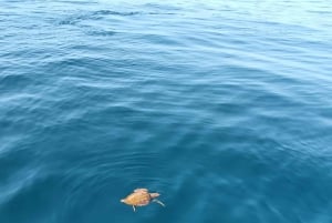 Lagos: Delfiinien katseluretki