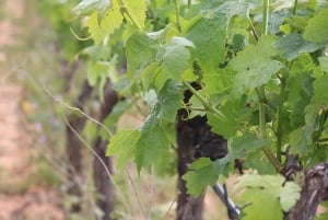 Lagos/Praia da Luz: Tour de vinhos, degustações, tapas e música