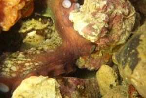 Lagos: Taucherlebnis für Anfänger