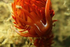 Lagos: Taucherlebnis für Anfänger