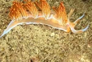 Lagos: Taucherlebnis für Anfänger