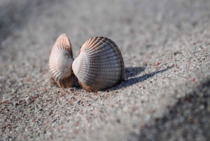 Lagos to Sagres Full-Day Guided Tour