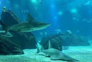 Lissabon: Aussichtspunkte, Azulejo-Museum und Ozeanwunder