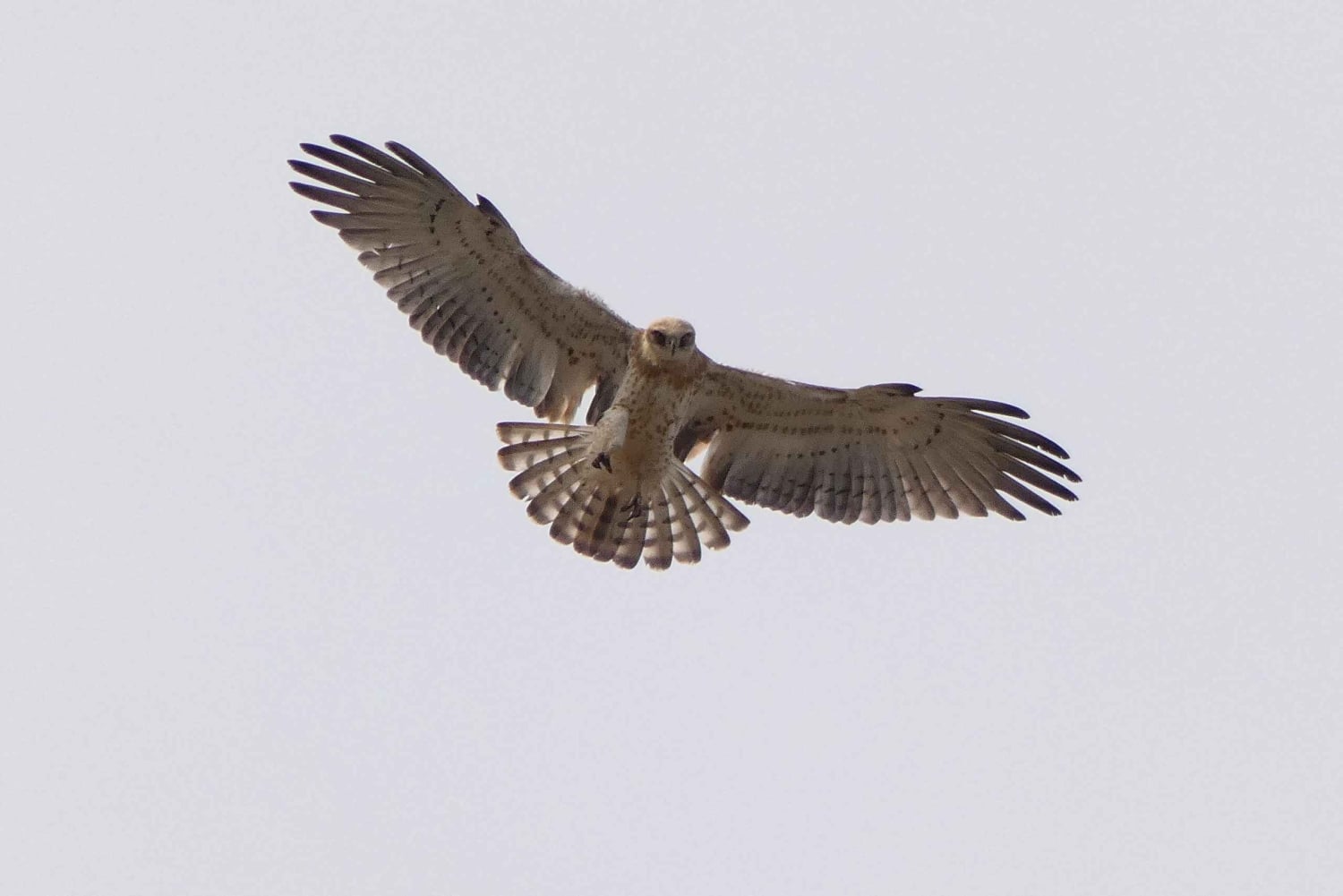 Loulé: Birdwatching Tour with Picnic and Guide