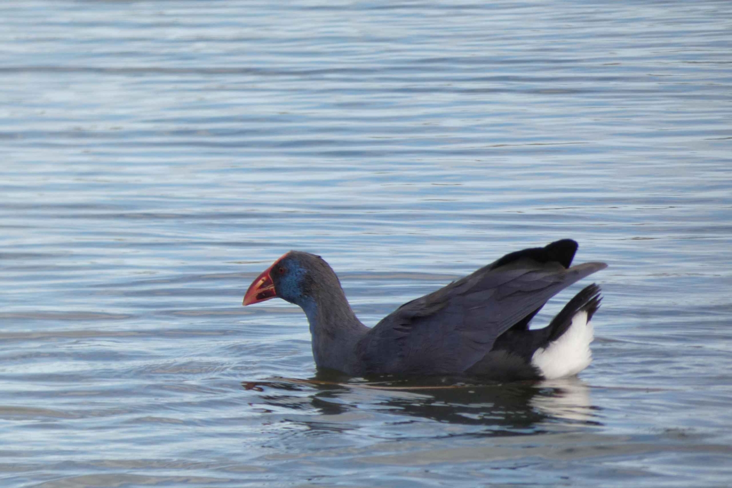 Loulé: Birdwatching Tour with Picnic and Guide