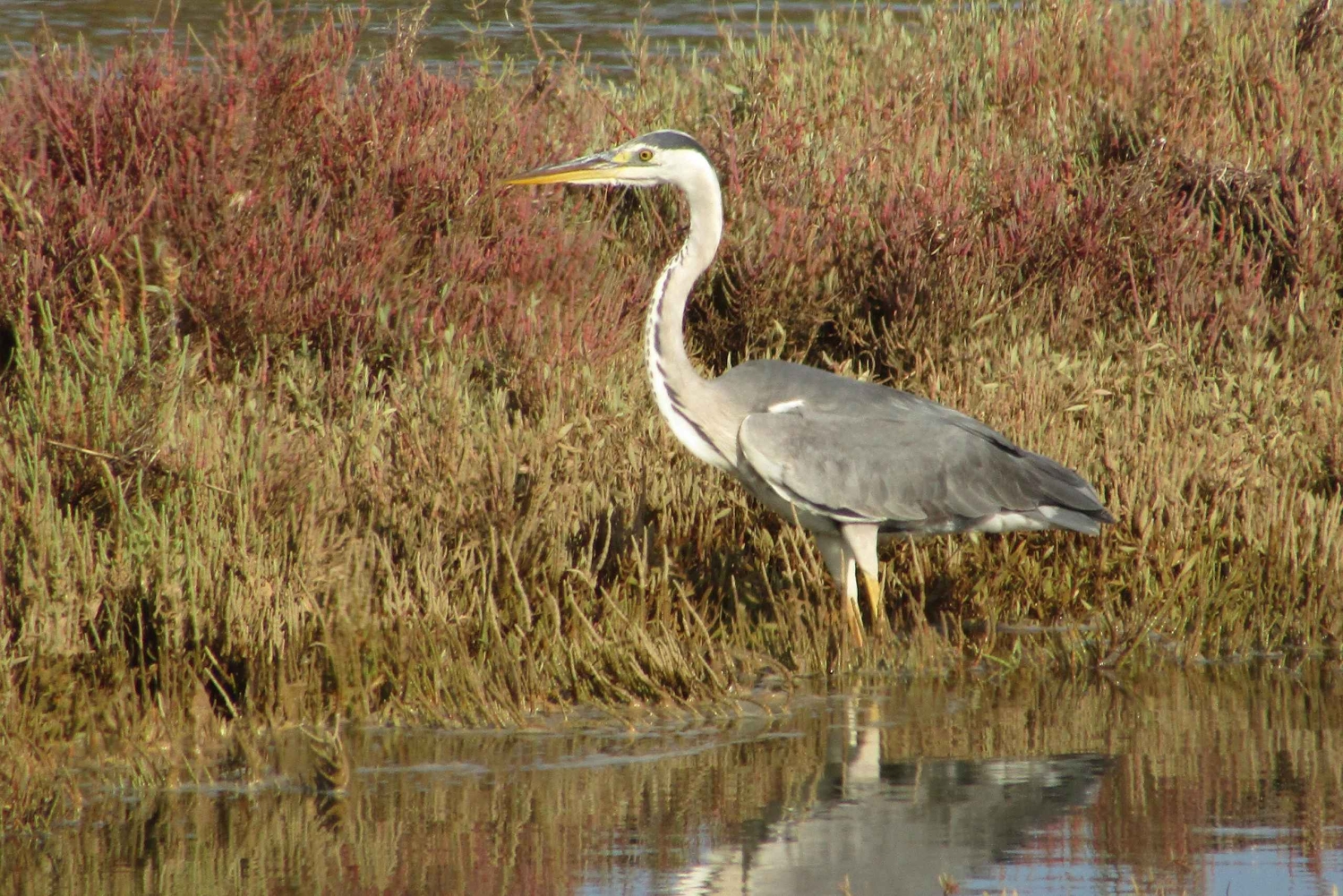 Loulé: Birdwatching Tour with Picnic and Guide
