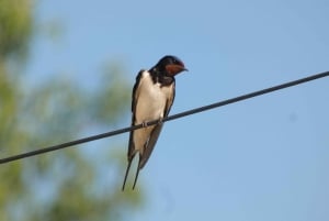 Loulé: Birdwatching Tour with Picnic and Guide