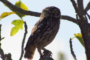 Loulé: Birdwatching Tour with Picnic and Guide