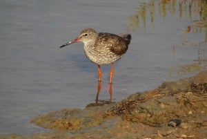 Loulé: Birdwatching Tour with Picnic and Guide