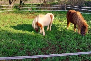 Loulé: Guided Horse Riding in the Hills of salir