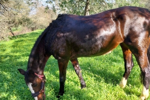 Loulé: Guided Horse Riding in the Hills of salir