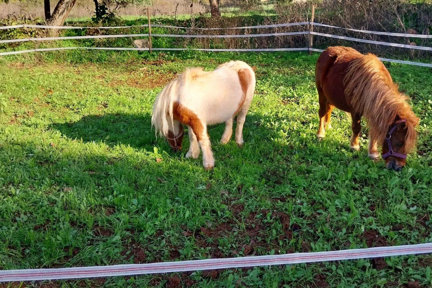 Loulé: Paseos a caballo guiados por las colinas de Salir.
