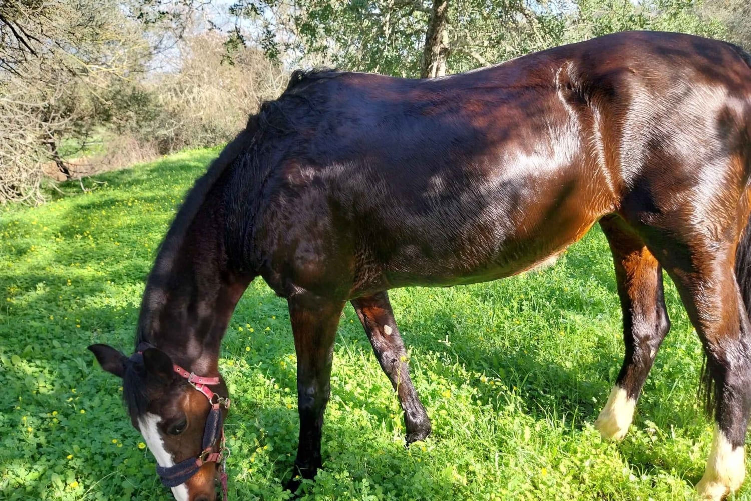 Loulé: Paseos a caballo guiados por las colinas de Salir.