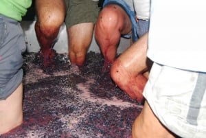 Loulé: Quinta da Tôr Winery Guided Tour & Wine Tasting