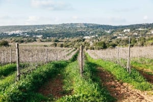 Loulé: Quinta da Tôr Winery Guided Tour & Wine Tasting