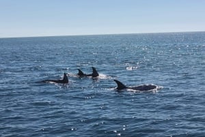 Luxe catamaranvaart langs de kust van de Algarve